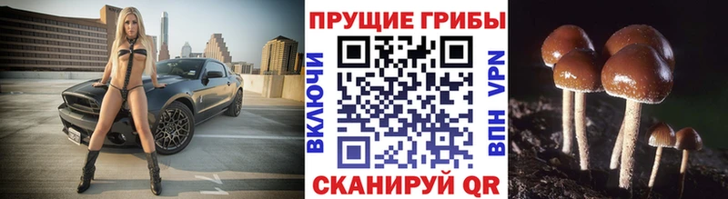 Купить где Кубинка Галлюциногенные грибы MAGIC MUSHROOMS